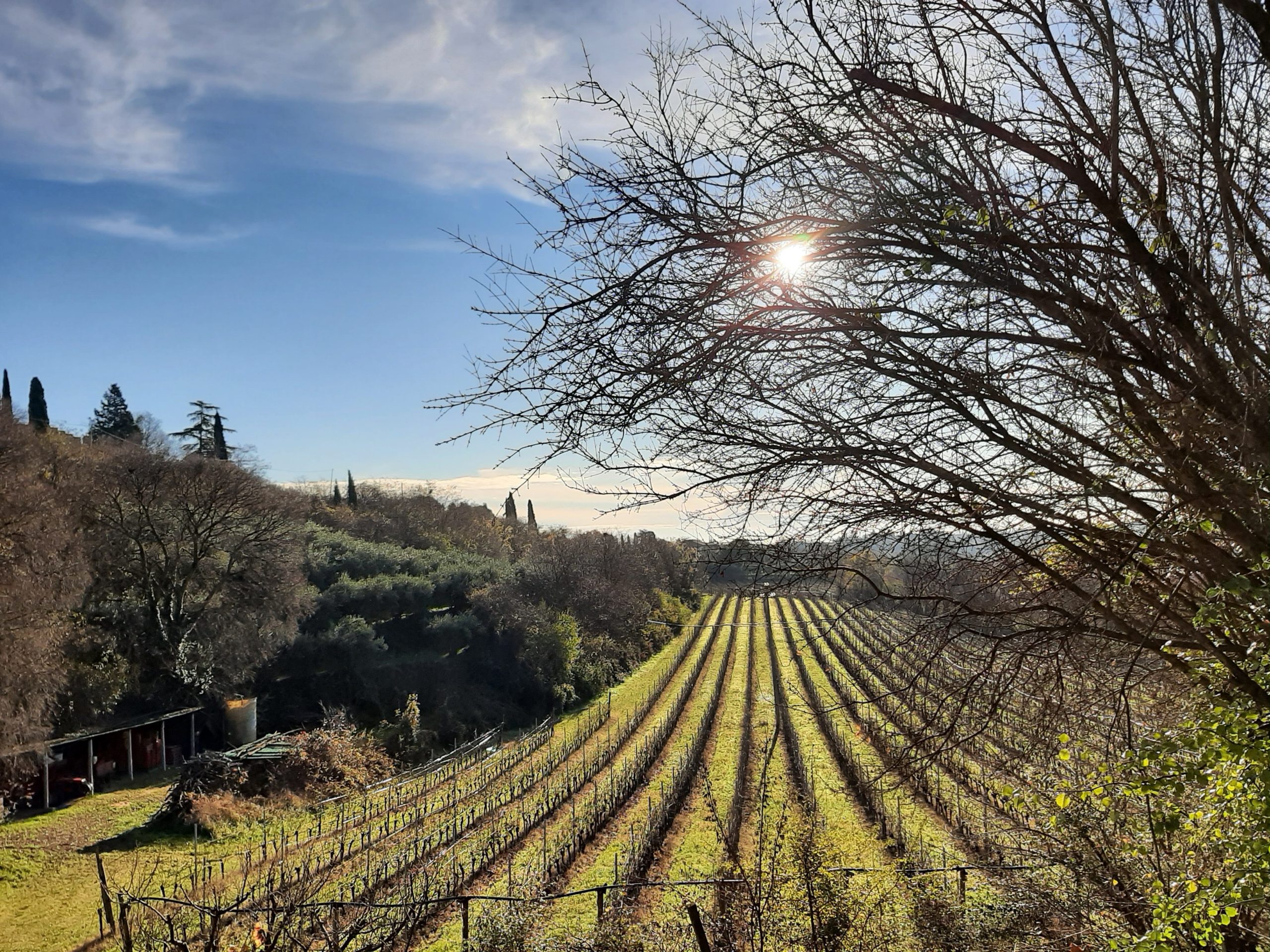 colli-e-vigneti