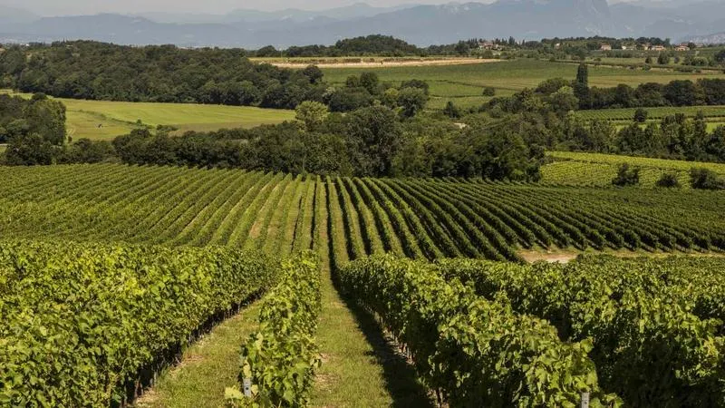 visita-e-degustazione-alle-cantine-monte-del-fra-sulle-colline-moreniche-28589